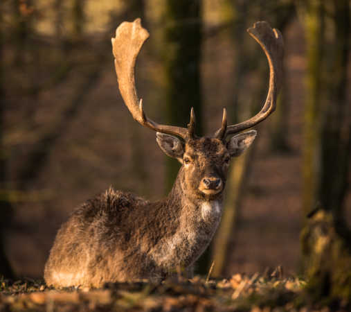 Haderslev Dyrepark