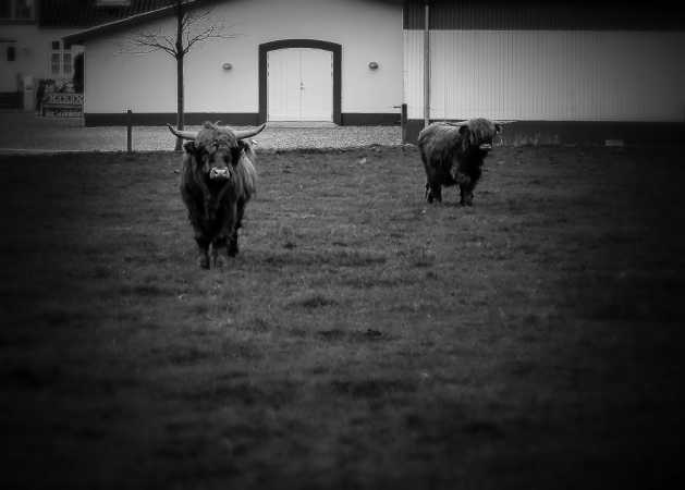 Highlander Bulls_