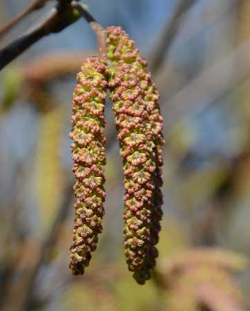 blomst fra en hasseltræ