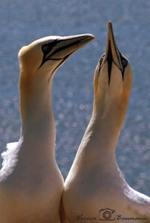 Sulerpar på Helgoland :)