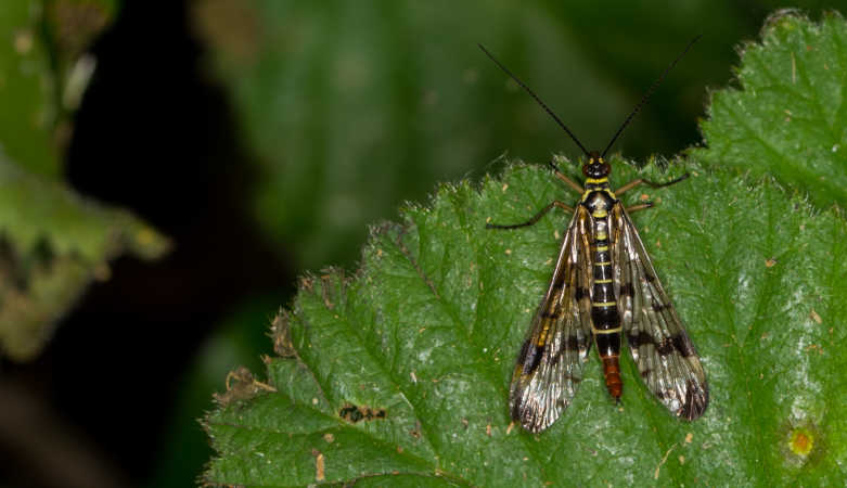 Lille flyvemaskine