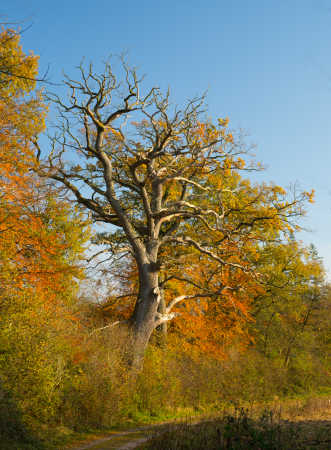 Oak tree