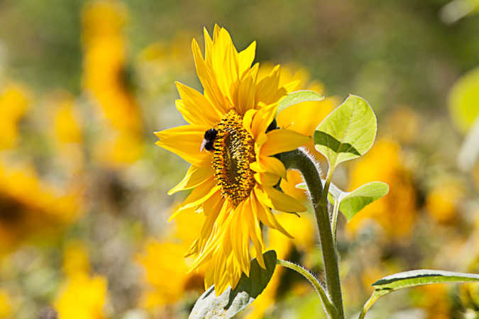 Solens blomst