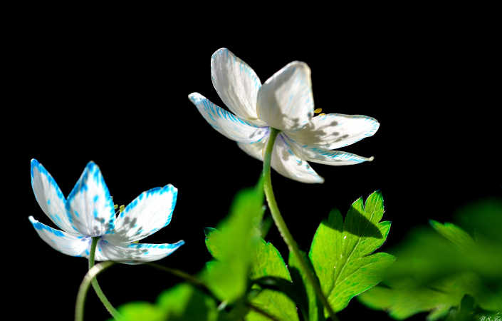 Du lille Anemone.....