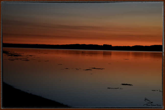 midt i billedet står der en Fiskehejre