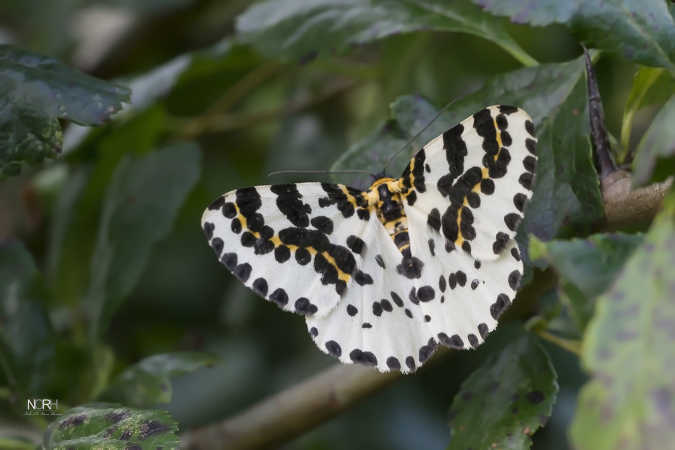 Stikkelsbærmåler (Harlekin)