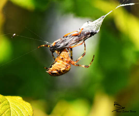 edderkop igang med en madpakke 