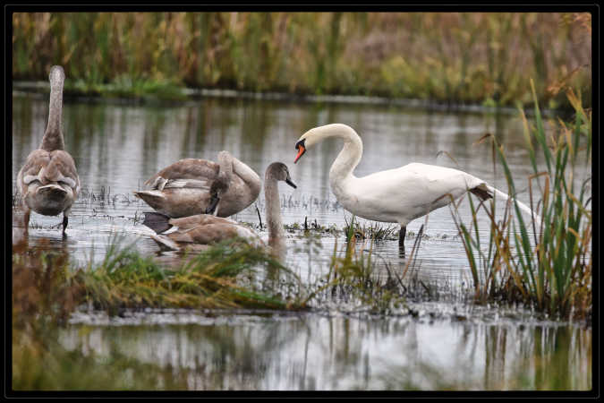 svane familie 