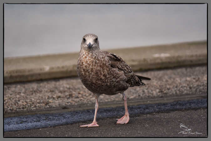 god dag hr. fotograf 