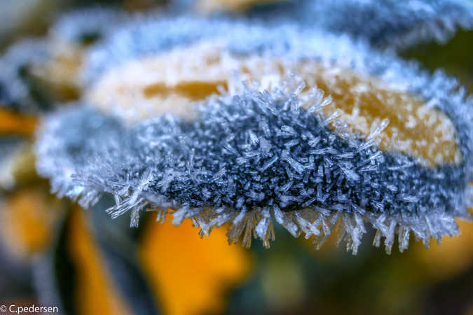 frost 