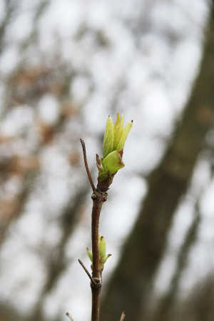 Forår i spring