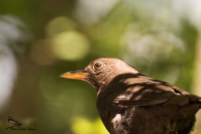 der kom lige en drossel forbi 