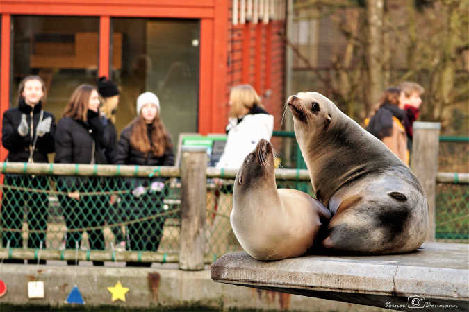 Søløve Odense Zoo