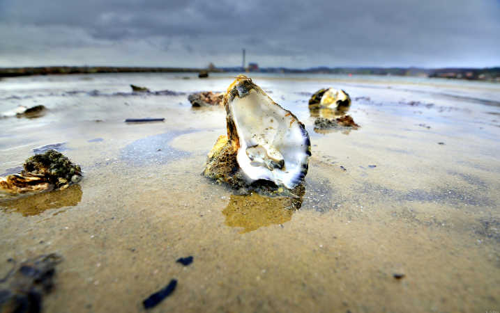 Ved stranden