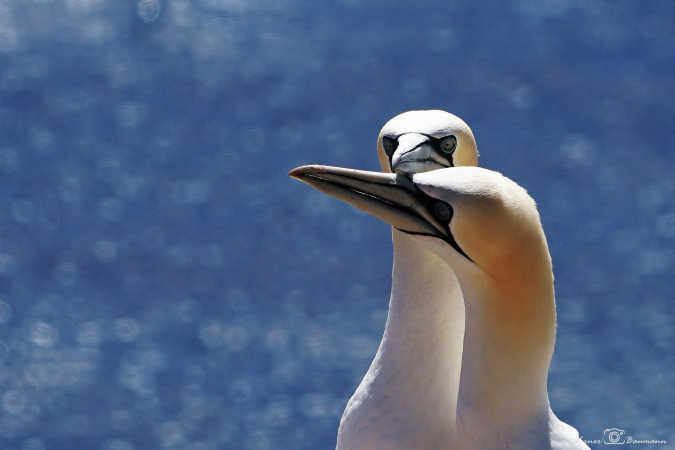 Suller på Helgoland :)