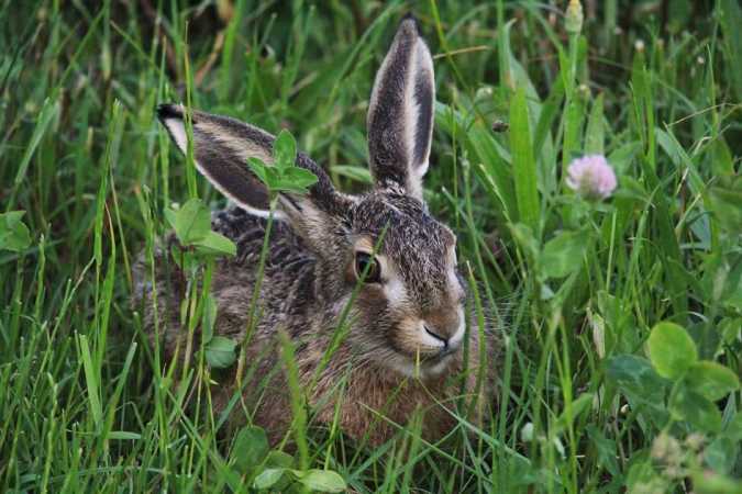 Hare undercover