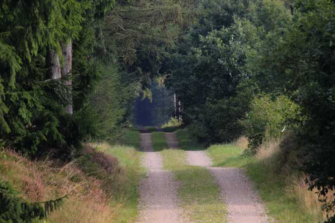 Frøslev Plantage