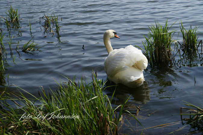 Svane i Graasten Slotsø 2013