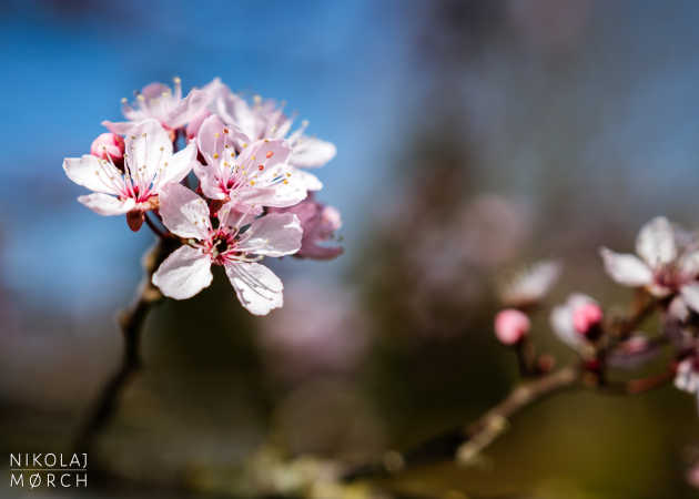 Flower close-up