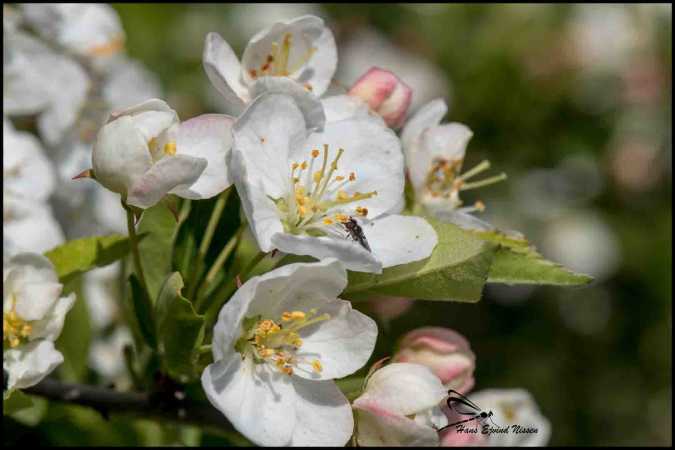 æbleblomster 