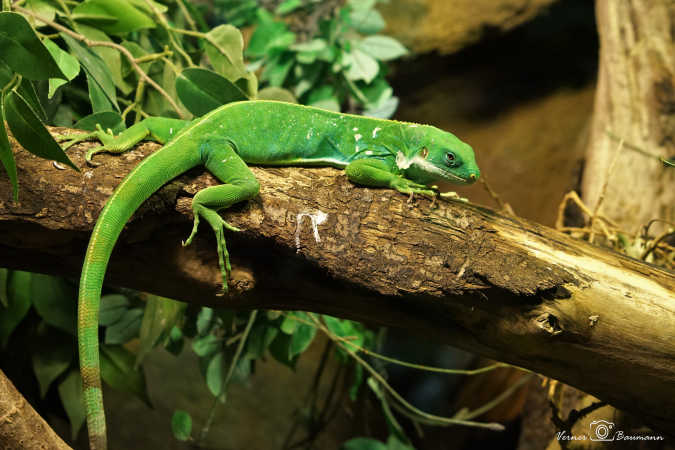 Fiji Leguan