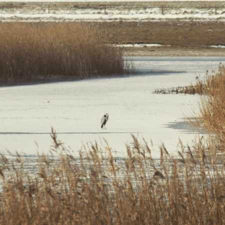 Fiskehejre on ice