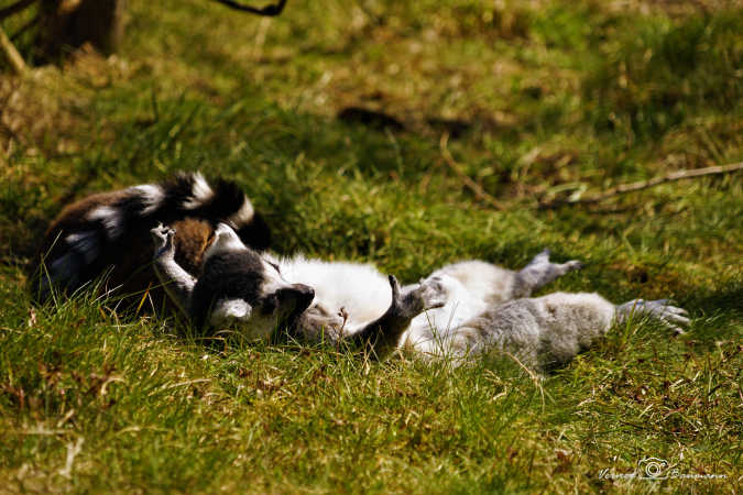 Træt Lemur