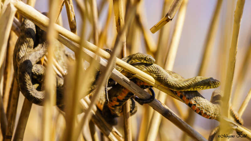  Vandsnog  "Natrix tessellata".