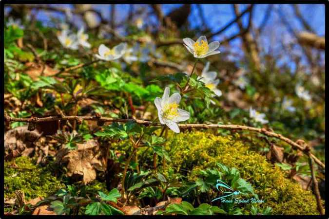 anemone