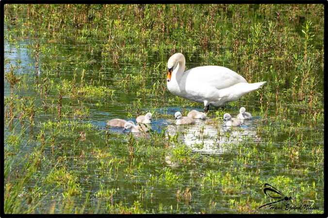 nu en stor familie 