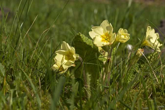 Primula eller kodriver