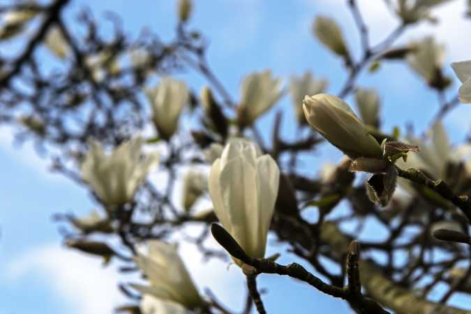 magnolietræ eller tulipantræ